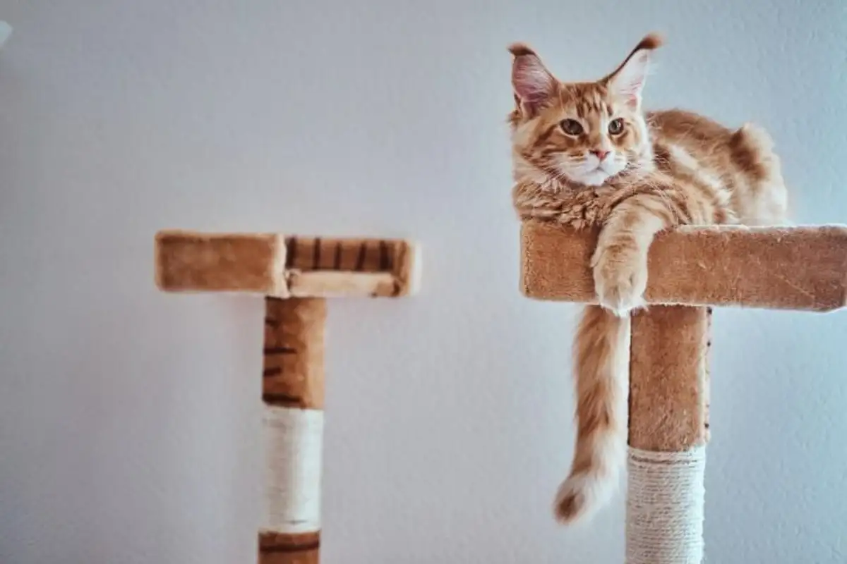 5 Diy Cat Tree Ideas To Make Your Cat's Day Purr Fect!