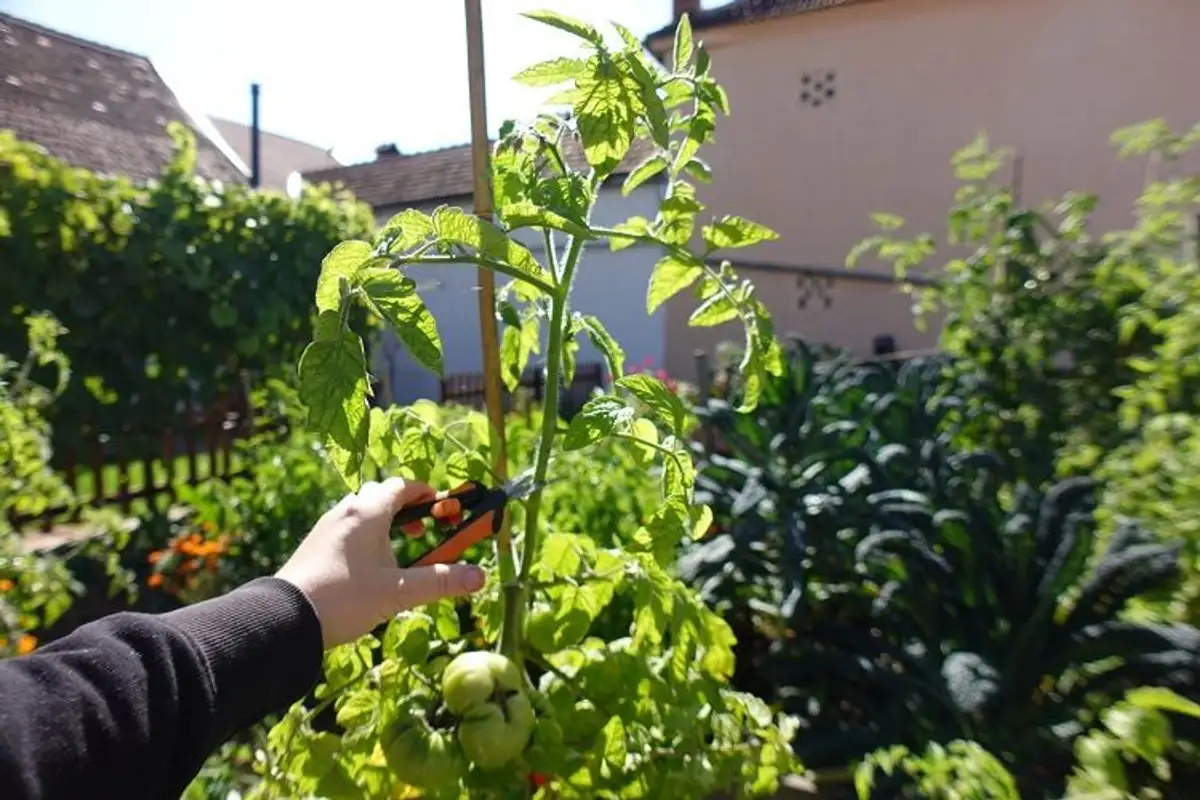 5 Secrets To Growing Abundant Tomatoes In Your Garden