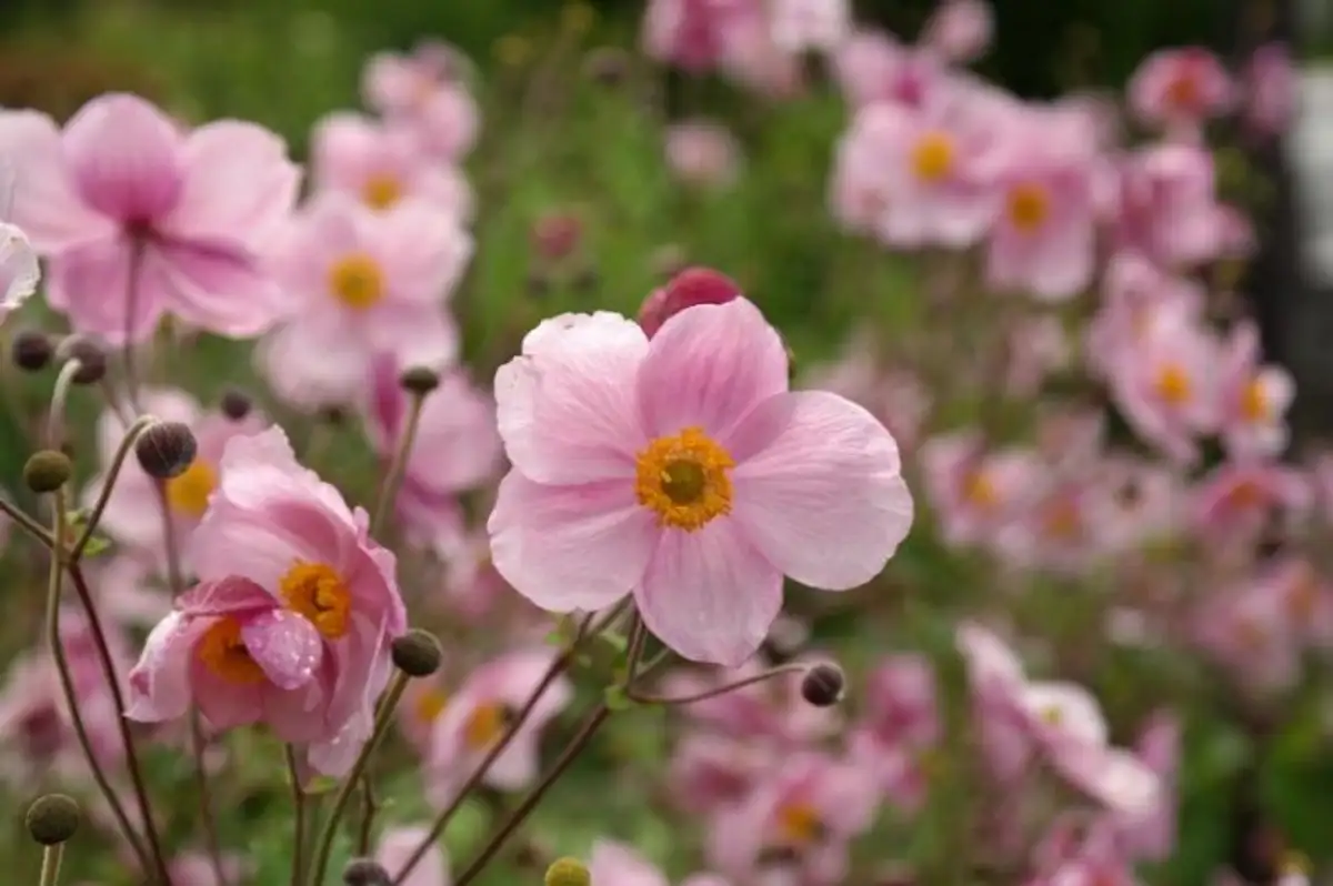 Discover The Secret To Multiplying Japanese Anemone: A Must Read Guide!