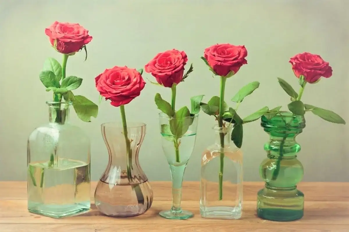 Discover The Secret To Propagating Roses In Water!