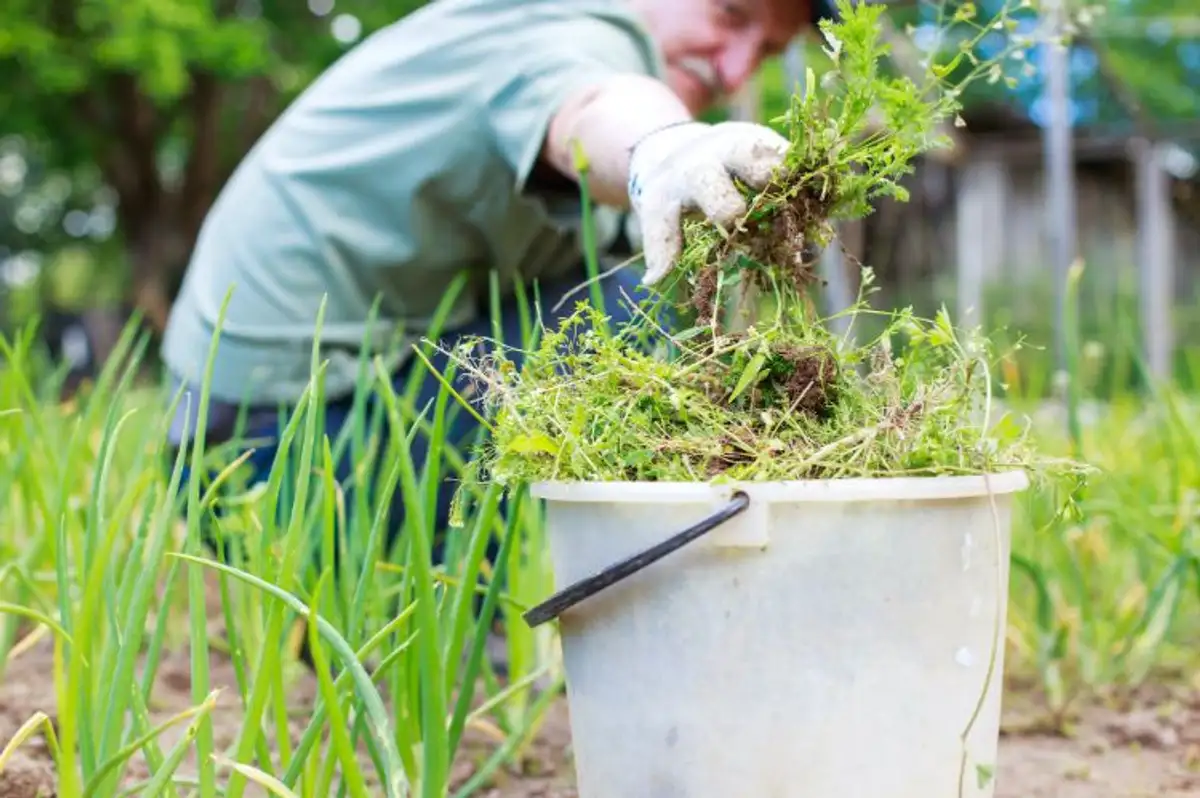 Discover The Ultimate Guide To Naturally Cleaning A Weed Infested Terrain!