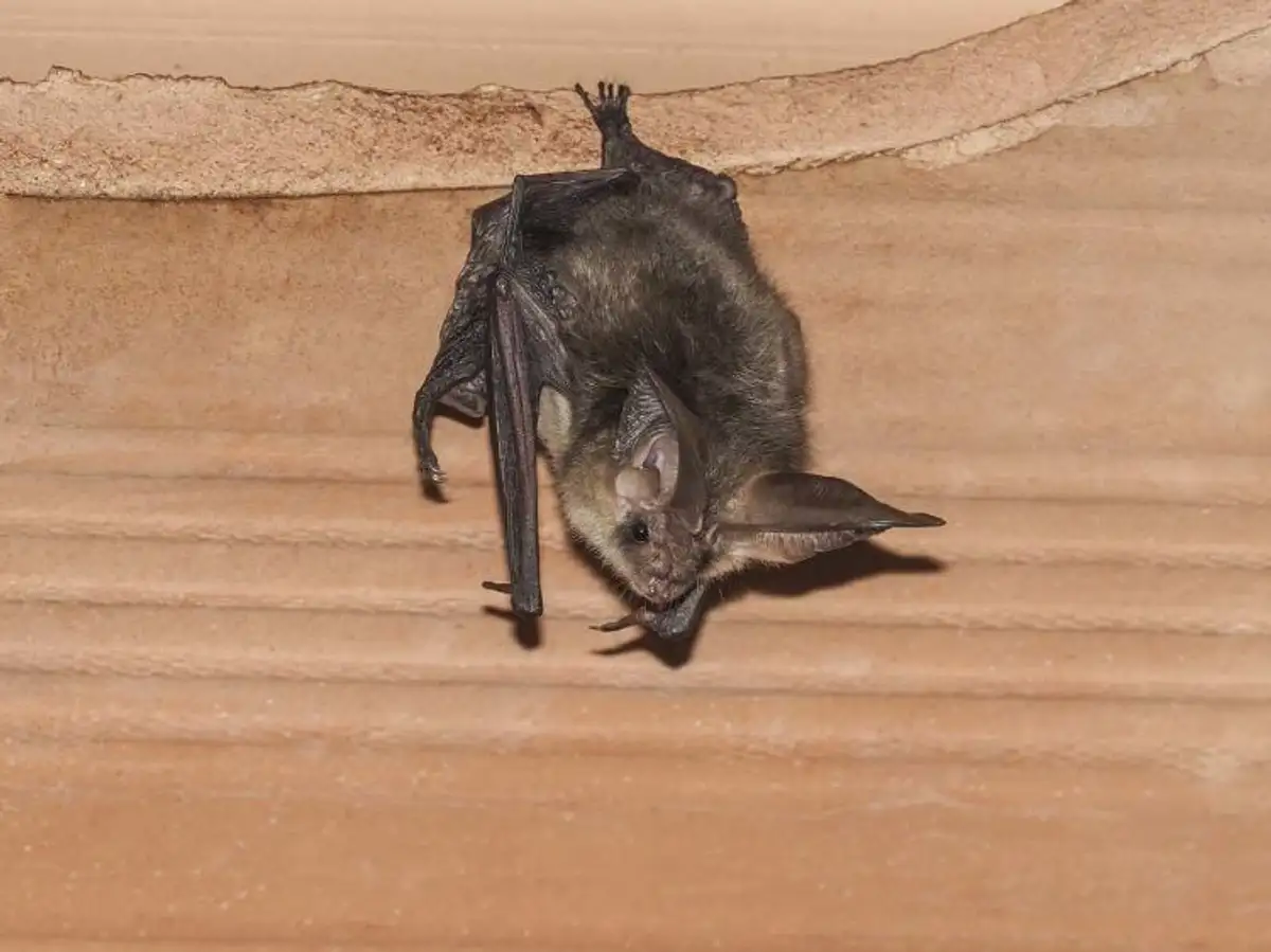 How To Safely Remove A Bat From Your Home A Comprehensive Guide