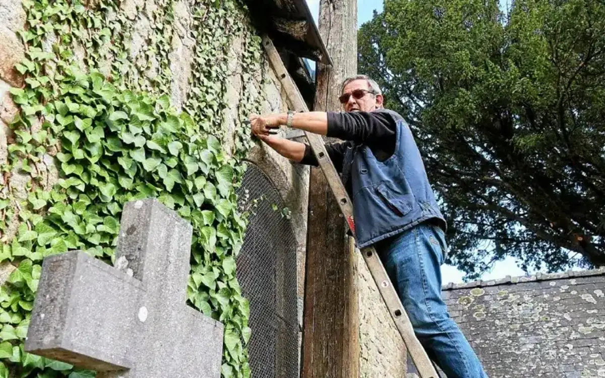 Learn How To Eradicate Ivy On Your Walls With These Effective Methods
