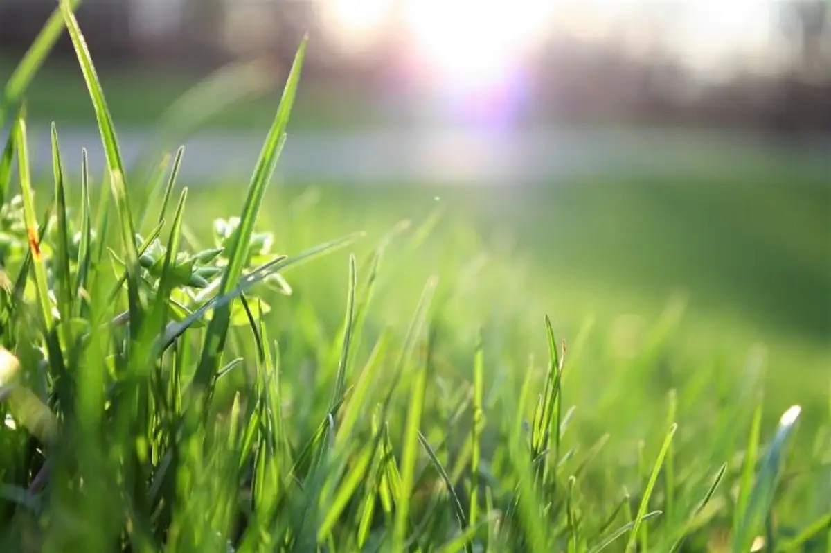 Revitalize Your Lawn! Learn How To Decompact The Soil And Restore Its Vitality