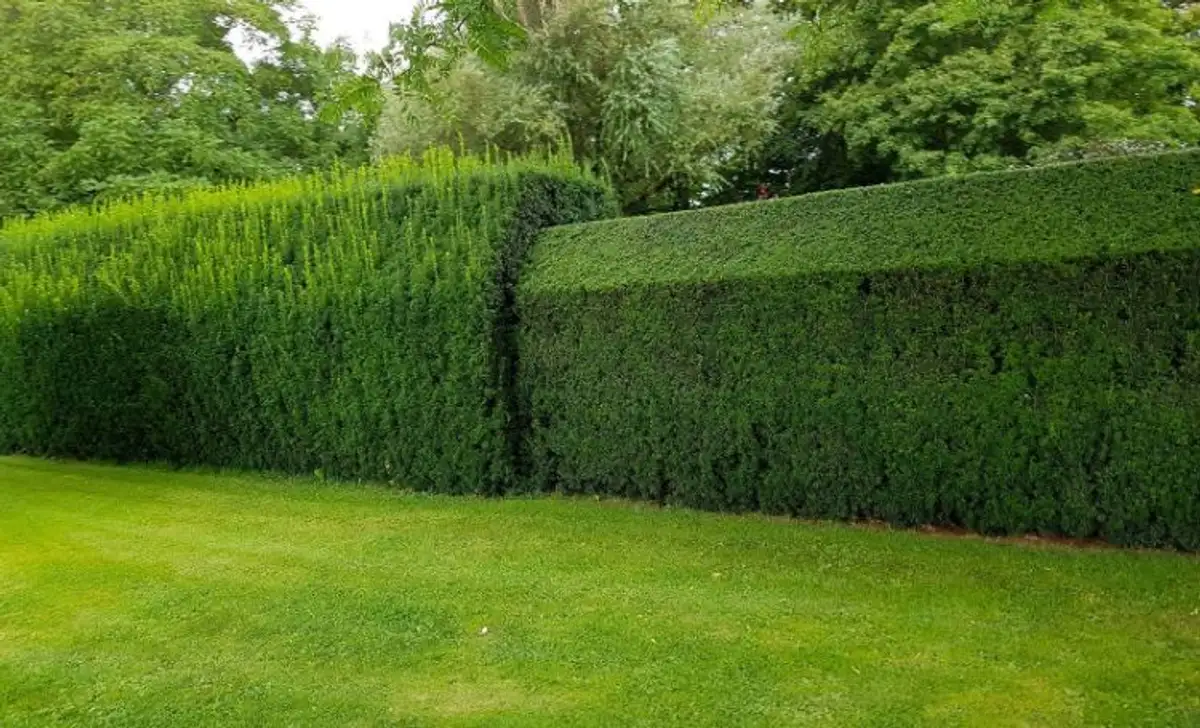 The Surprising Secrets To Pruning A Cedar Hedge Unleash Its Full Potential!