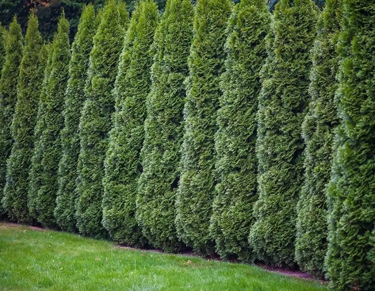 5 Fast Growing Evergreen Trees: The Ultimate Privacy Hedge!