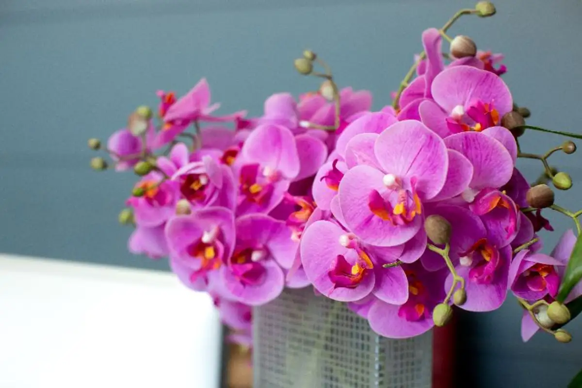 Discover The Hidden Techniques For Orchid Stem Cultivation And Asian Success
