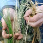 Expert Guide: When And How To Trim Angel Hair Grass For Beautiful Gardens