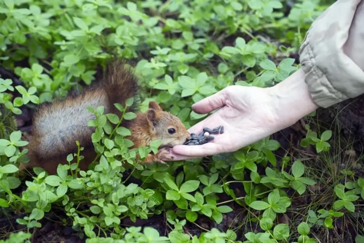 How To Attract Squirrels And Keep Pests Away In Your Garden