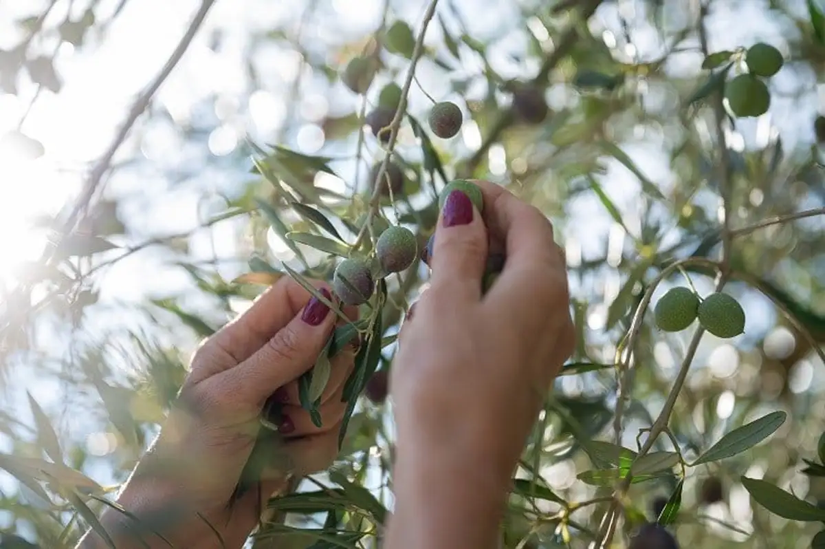 Uncover The Secrets: Olive Harvesting Tips And Timing